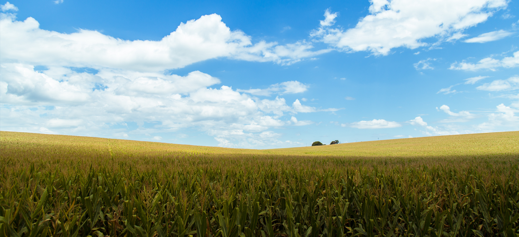 FERTILIZANTES ORGÁNICOS