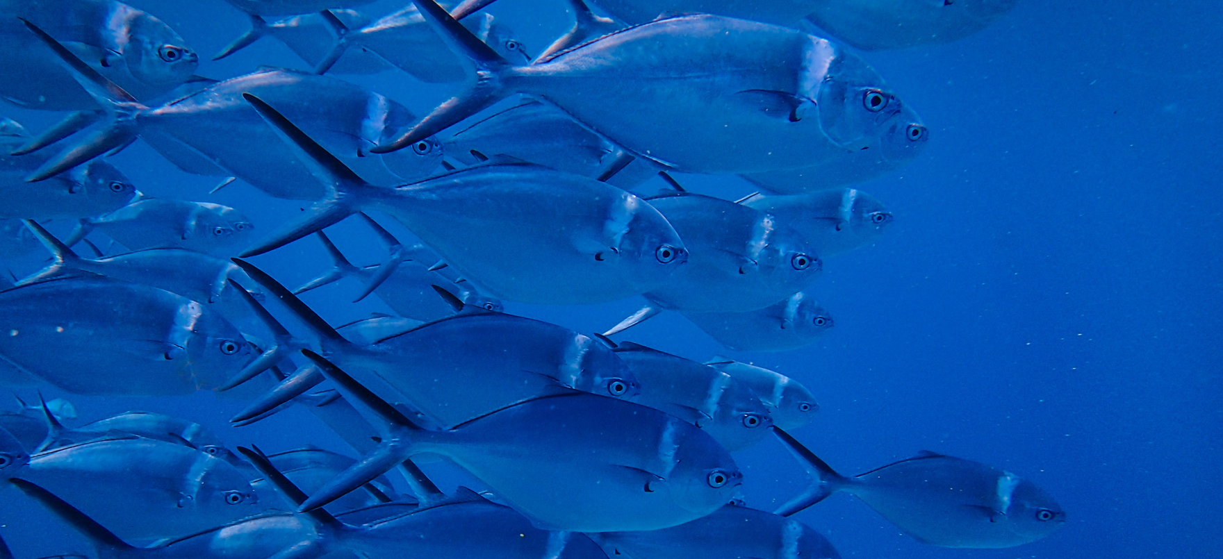 PROTEÍNAS DE ORIGEN MARINO